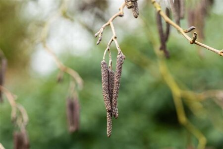 Alnus glutinosa 14-16 Hoogstam draadkluit 2 X verplant - afbeelding 4