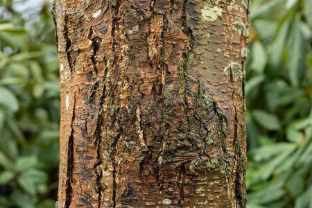 Alnus glutinosa 8-10 Hoogstam met kluit - afbeelding 3