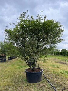 Amelanchier lamarckii 300-350 cm draadkluit meerstammig - afbeelding 2