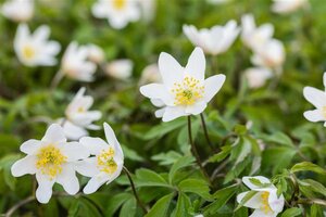 Anemone nemorosa geen maat specificatie 0,55L/P9cm - afbeelding 1