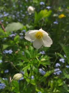 Anemone nemorosa geen maat specificatie 0,55L/P9cm - afbeelding 3