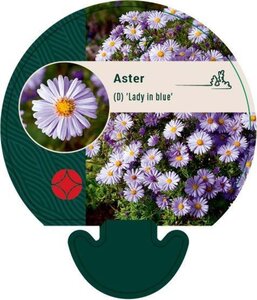 Aster (D) 'Lady in Blue' geen maat specificatie 0,55L/P9cm - afbeelding 1