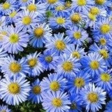 Aster (D) 'Lady in Blue' geen maat specificatie 0,55L/P9cm - afbeelding 2