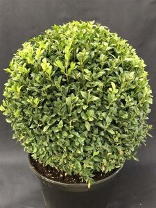 Buxus sempervirens 60 cm met kluit bol - afbeelding 1