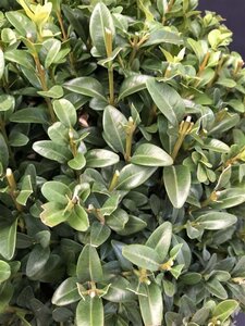 Buxus sempervirens 60 cm met kluit bol - afbeelding 2