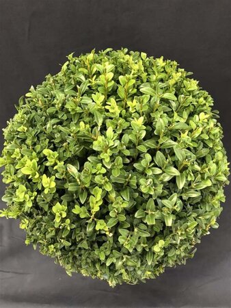 Buxus sempervirens 60 cm met kluit bol - afbeelding 3