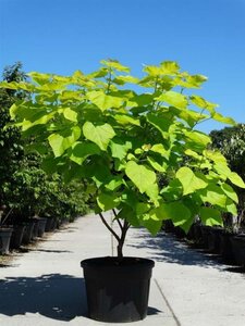 Catalpa bignonioides 'Aurea' 175-200 cm cont. 130L meerstammig - afbeelding 2