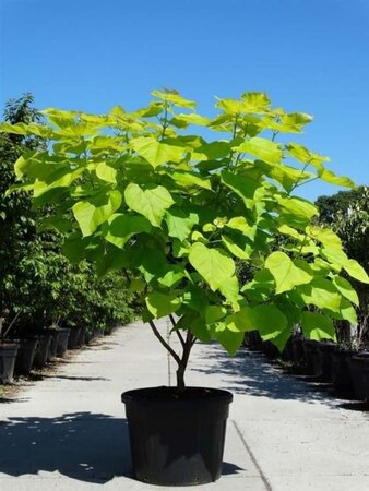 Catalpa bignonioides 'Aurea' 175-200 cm cont. 130L meerstammig - afbeelding 1