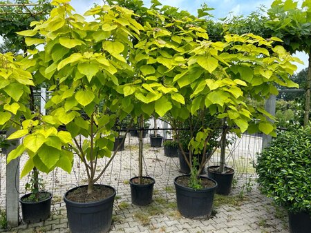 Catalpa bignonioides 'Aurea' 200-225 cm draadkluit meerstammig - afbeelding 3