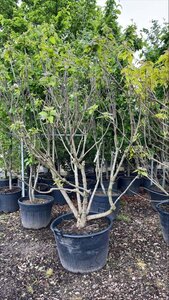 Catalpa bignonioides 'Aurea' 200-225 cm draadkluit meerstammig - afbeelding 1