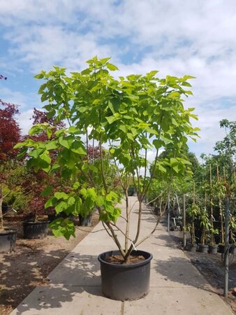 Catalpa bignonioides 'Aurea' 300-350 cm container meerstammig - afbeelding 1