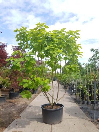 Catalpa bignonioides 'Aurea' 300-350 cm container meerstammig - afbeelding 2