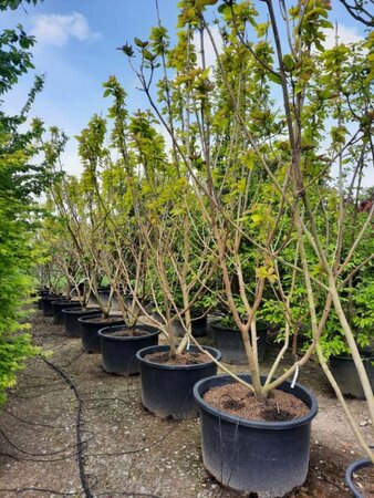 Catalpa bignonioides 'Aurea' 300-350 cm container meerstammig - afbeelding 3