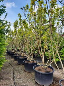 Catalpa bignonioides 'Aurea' 300-350 cm container meerstammig - afbeelding 3