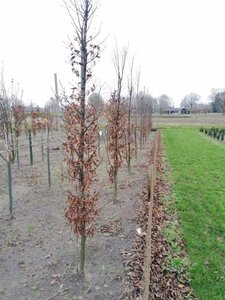 Carpinus bet. 'Lucas' 6-8 cm met kluit geveerd