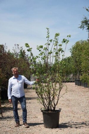 Cercis siliquastrum 'Alba' 200-250 cm cont. 90L meerstammig - afbeelding 1