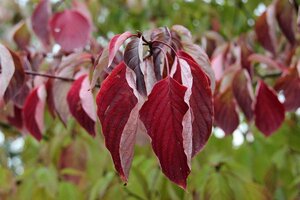 Cornus controversa 175-200 cm met kluit struik - afbeelding 8