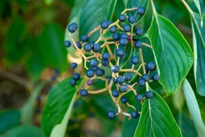 Cornus controversa 175-200 cm met kluit struik - afbeelding 6