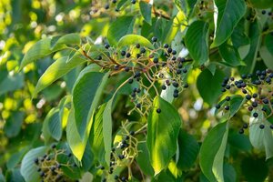 Cornus controversa 175-200 cm met kluit struik - afbeelding 5