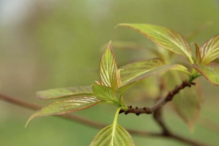 Cornus controversa 175-200 cm met kluit struik - afbeelding 3