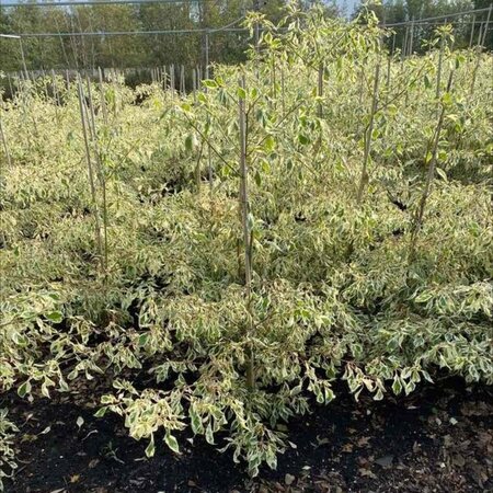 Cornus controversa 'Variegata' 100-125 cm met kluit - afbeelding 3