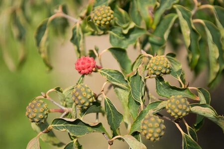 Cornus kousa 100-125 cm met kluit - afbeelding 1