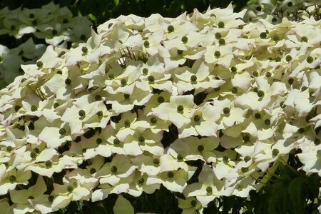 Cornus kousa 100-125 cm met kluit - afbeelding 15