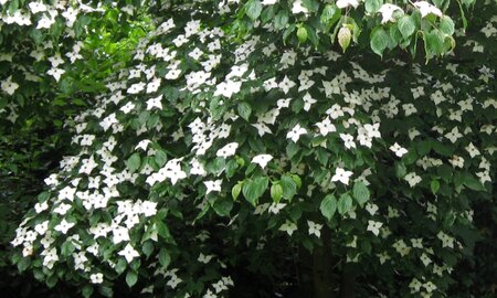 Cornus kousa 100-125 cm met kluit - afbeelding 14