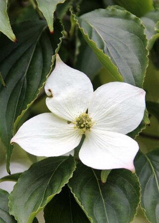 Cornus kousa 100-125 cm met kluit - afbeelding 13