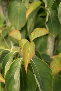 Cornus kousa 100-125 cm met kluit - afbeelding 12