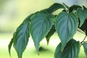 Cornus kousa 100-125 cm met kluit - afbeelding 11