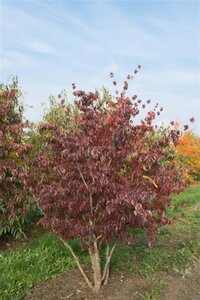 Cornus kousa 100-125 cm met kluit - afbeelding 10