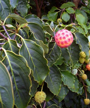 Cornus kousa 100-125 cm met kluit - afbeelding 9