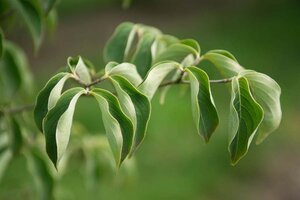 Cornus kousa 100-125 cm met kluit - afbeelding 8