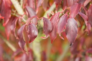 Cornus kousa 100-125 cm met kluit - afbeelding 7