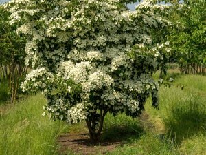 Cornus kousa 100-125 cm met kluit - afbeelding 6