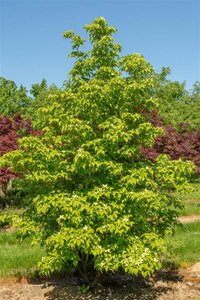 Cornus kousa 100-125 cm met kluit - afbeelding 5