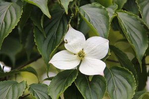 Cornus kousa 100-125 cm met kluit - afbeelding 4