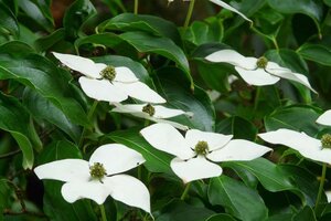 Cornus kousa 100-125 cm met kluit - afbeelding 3