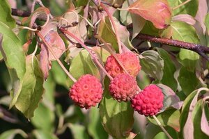 Cornus kousa 100-125 cm met kluit - afbeelding 2