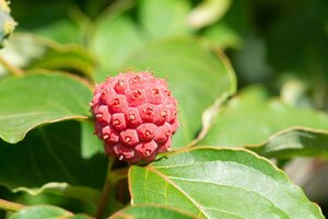 Cornus kousa 100-125 cm met kluit - afbeelding 16