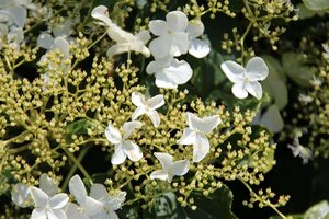 Hydrangea anomala petiolaris 60-80 cm cont. 7,5L - afbeelding 2