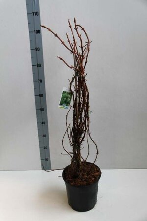 Hydrangea anomala petiolaris 60-80 cm cont. 7,5L - afbeelding 6