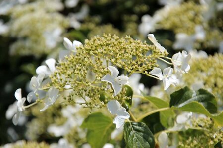 Hydrangea anomala petiolaris 60-80 cm cont. 7,5L - afbeelding 3