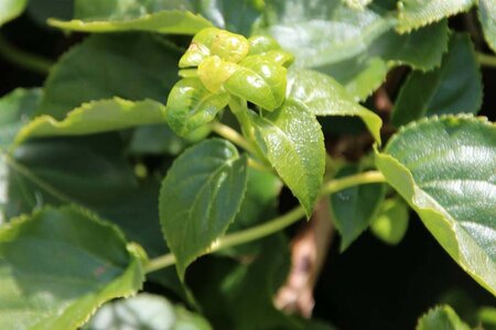 Hydrangea anomala petiolaris 60-80 cm cont. 7,5L - afbeelding 4