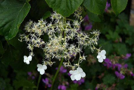 Hydrangea anomala petiolaris 80-100 cm cont. 7,5L - afbeelding 1