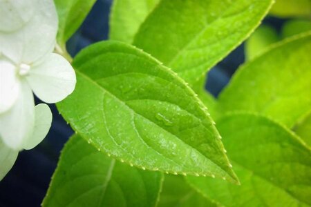 Hydrangea pan. 'Limelight' 40-60 cm cont. 3,0L - afbeelding 1