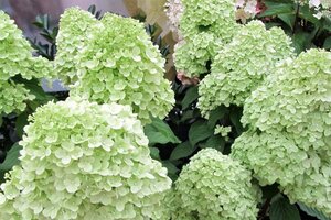 Hydrangea pan. 'Limelight' 40-60 cm cont. 3,0L - afbeelding 2