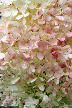 Hydrangea pan. 'Limelight' 40-60 cm cont. 3,0L - afbeelding 3