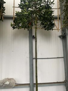 Ilex 'Nellie R. Stevens' 10-12 Hoogstam cont. 30L SCHERM,br120xh120 180 cm stam